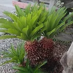 Casa vacanze Le Palme Tra Taormina E Catania